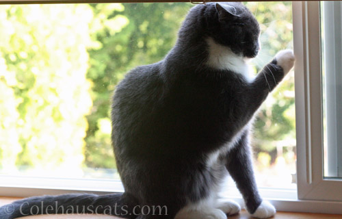 Tessa scratching the glass © Colehauscats.com