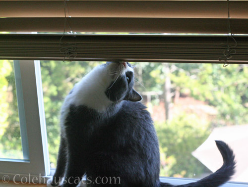 Tessa claims the blinds © Colehauscats.com
