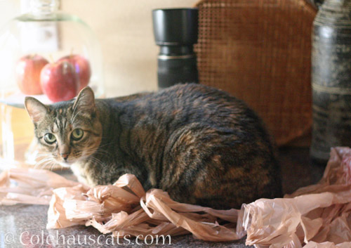 iola on plastic bags © Colehauscats.com