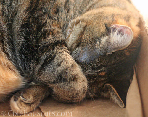 Viola takes a nap © Colehauscats.com
