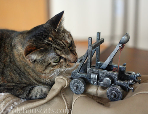 Viola's yearly inspection of the trebuchet © Colehauscats.com