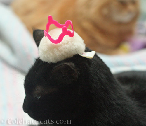 Olivia and a poofy crown hat © Colehauscats.com