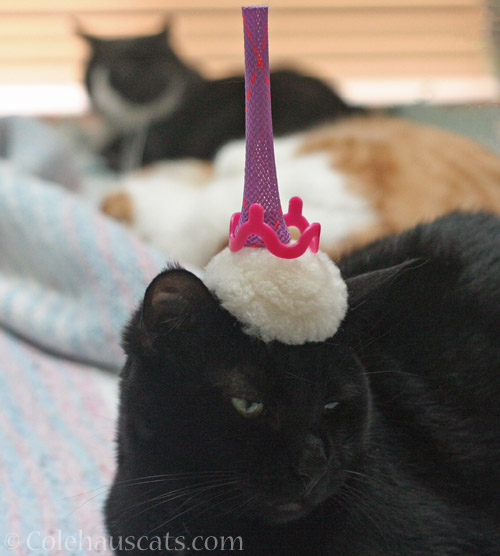 Olivia and a poofy crown with unicorn point © Colehauscats.com