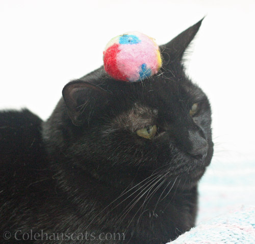 Olivia and a stripy ball hat © Colehauscats.com