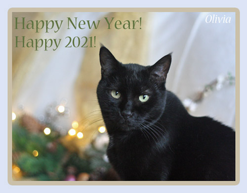 Olivia wishes you all a Happy 2021! © Colehauscats.com