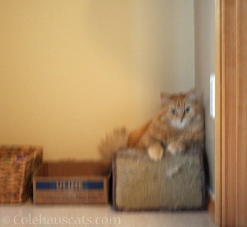 Blurry Pia on blurry scratcher © Colehauscats.com