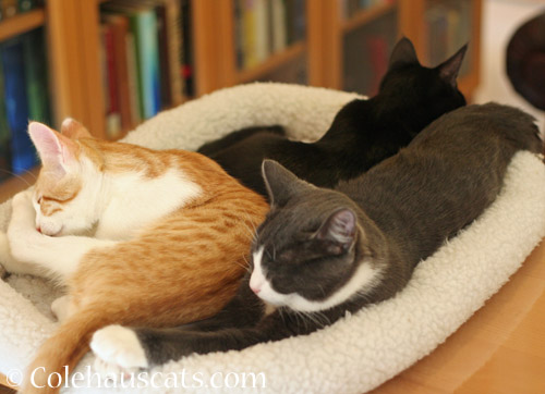 Babies Quint, Tessa and Olivia, 2012 © Colehauscats.com