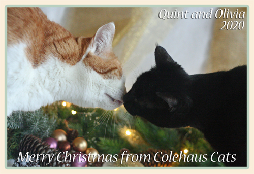 Colehaus Cats 202 Christmas e-card featuring Quint and Olivia © Colehauscats.com