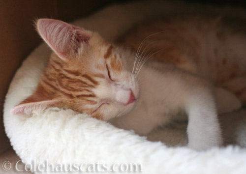Sleepy baby Quint © Colehauscats.com