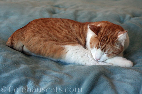 Sleepy Quint © Colehauscats.com