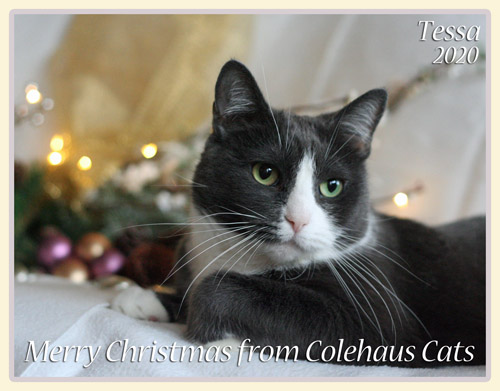 Colehaus Cats 2020 Christmas e-card featuring Tessa © Colehauscats.com