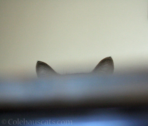 I spy . . . © Colehauscats.com