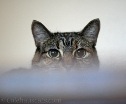 A Niblet . . . © Colehauscats.com