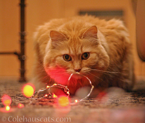 Christmas 2020 with Pia © Colehauscats.com