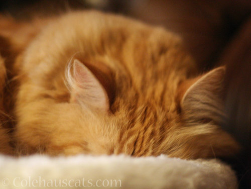 Pia's Daily Winter Nap © Colehauscats.com