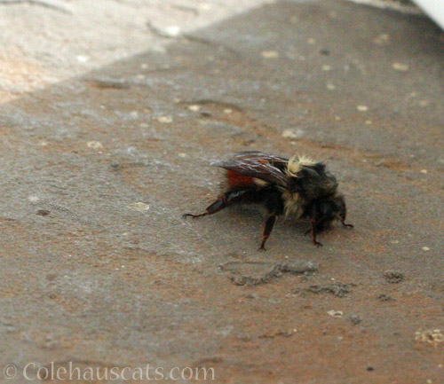 Cold Bumblebee © Colehauscats.com