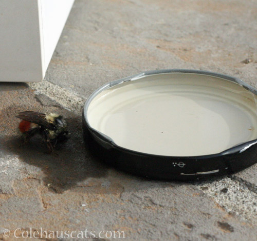 Helping a Bumblebee © Colehauscats.com