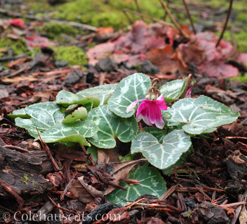 Mom's Cyclamen © Colehauscats.com