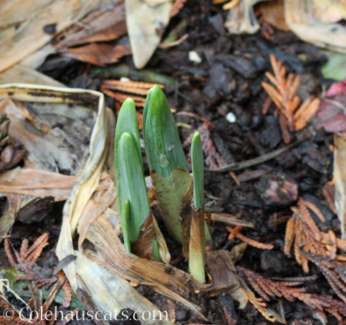 Early, early Daffodils © Colehauscats.com