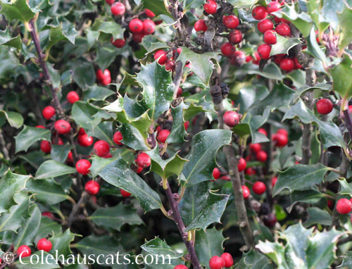 Holly berries © Colehauscats.com
