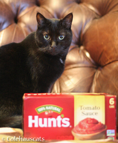 Olivia models with tomato sauce © Colehauscats.com