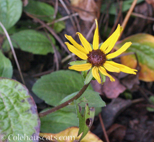 Early/Late Black-eyed Susan © Colehauscats.com