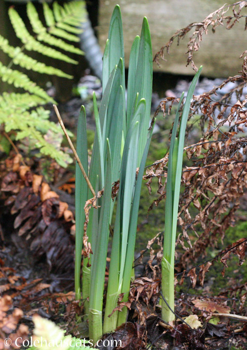 Better protected early Daffodils © Colehauscats.com