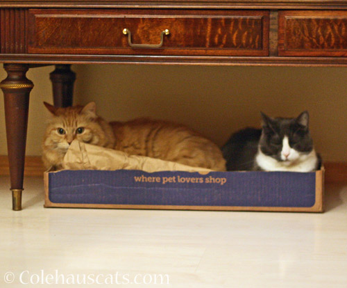 Pia and Tessa in box. Together. © Colehauscats.com