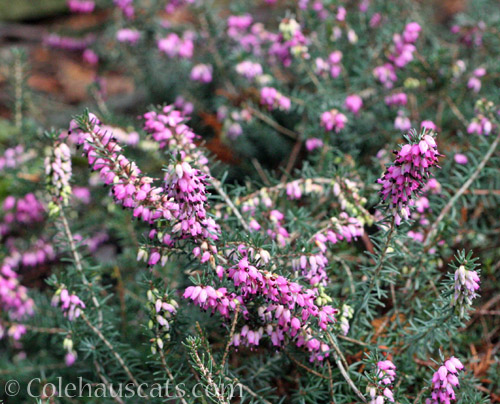 Pink Heather © Colehauscats.com