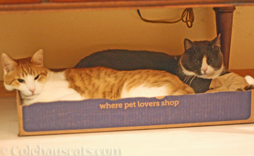 Quint and Tessa in box. Together. © Colehauscats.com