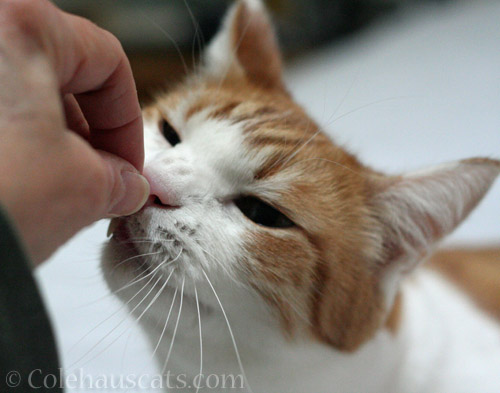 Sniffing that food! © Colehauscats.com