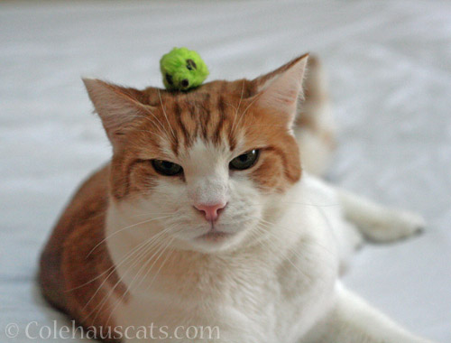 Quint with green Mousie hat © Colehauscats.com