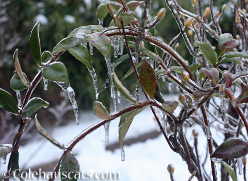 Ice coated jasmine in the garden © Colehauscats.com