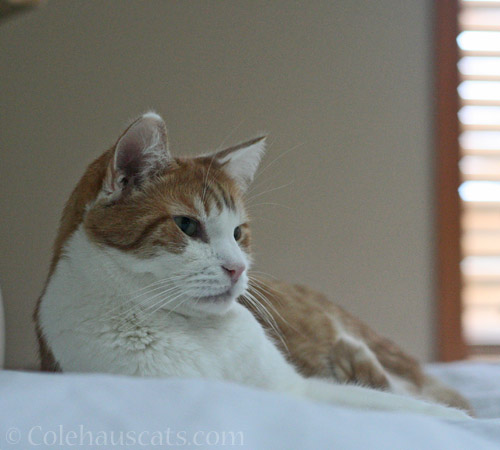 Quint asks himself © Colehauscats.com