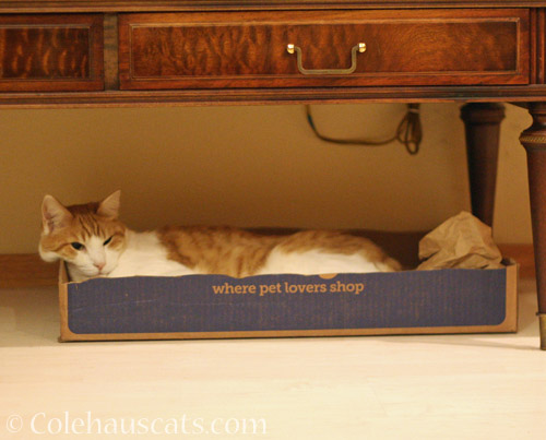 Quint's Lounge Box © Colehauscats.com
