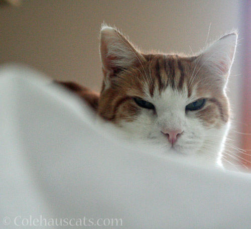 Contemplating making a fort © Colehauscats.com