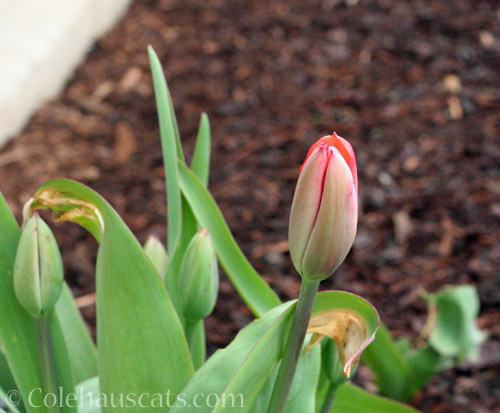 Dad's Temple of Beauty tulips. © Colehauscats.com