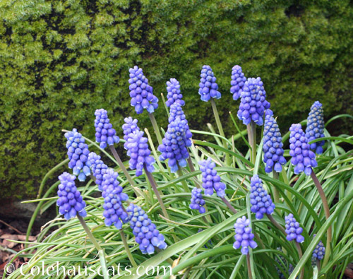 Grape hyacinths © Colehauscats.com 