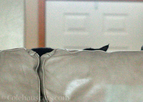 Olivia ears © Colehauscats.com