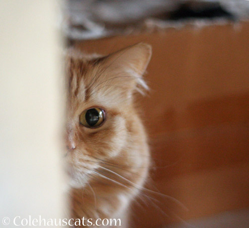 Peeking Pia © Colehauscats.com