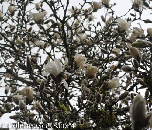 Star magnolia © Colehauscats.com