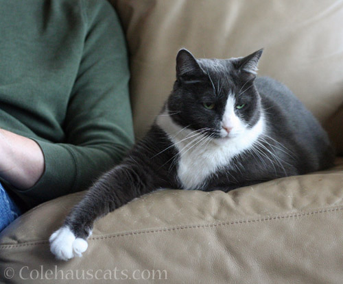 Tessa and Dad © Colehauscats.com