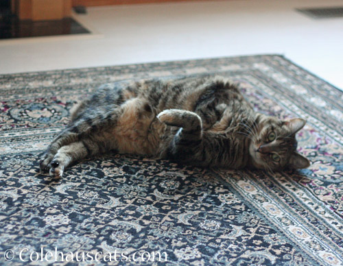 Viola and the rug © Colehauscats.com