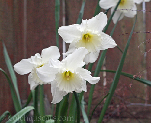 Mt. Hood white daffodils © Colehauscats.com