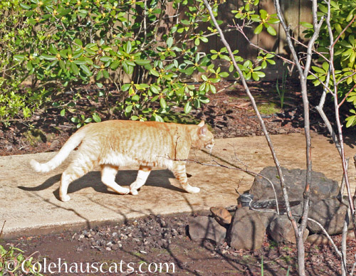 Neighbor cat W © Colehauscats.com