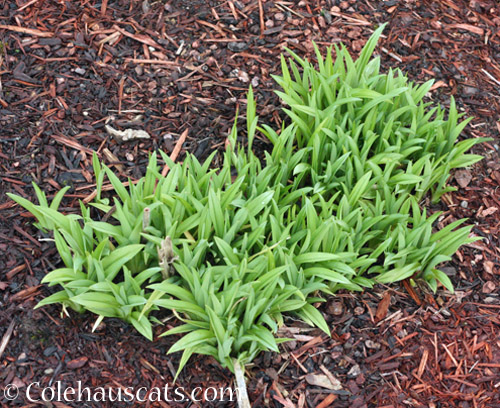 Daylilies coming up © Colehauscats.com