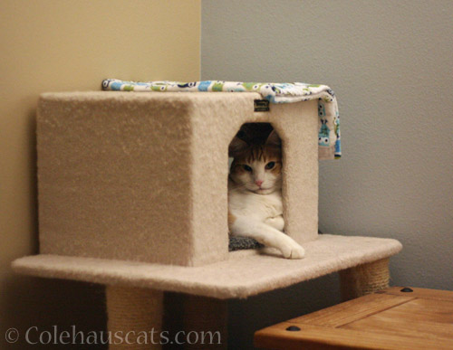 Comfortable Quint © Colehauscats.com