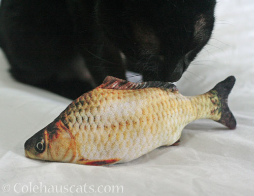 Fake Fishie © Colehauscats.com