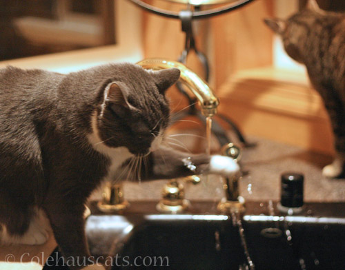 Tessa at the faucet © Colehauscats.com