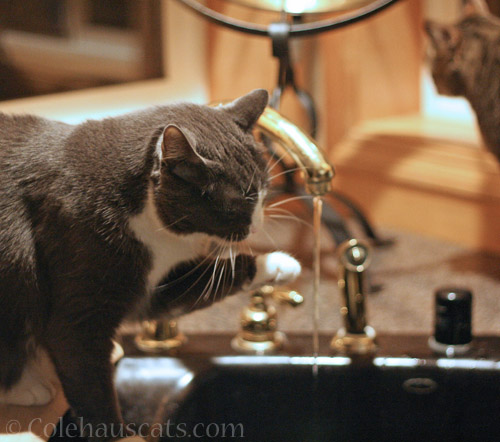 Tessa at the faucet © Colehauscats.com